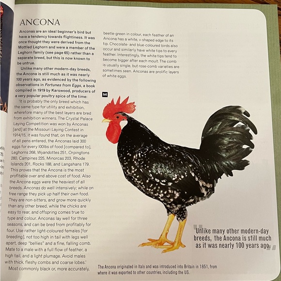 Keeping Chickens, Getting The Best From Your Chickens, Paperback, Illustrated - Picture 10 of 11